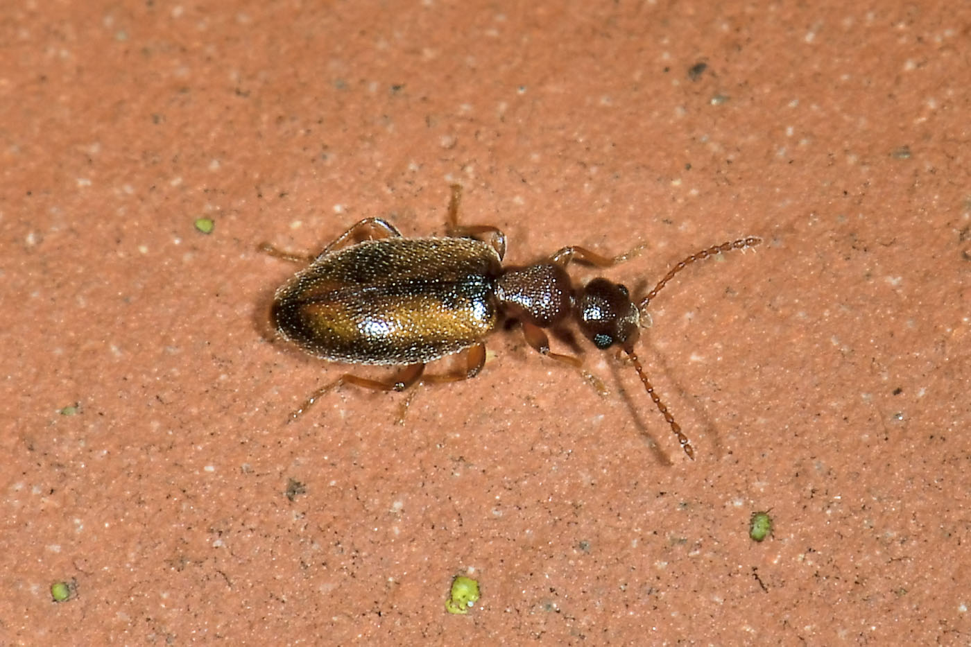 Anthicidae: Cordicollis instabilis? S, ma ora Cordicomus instabilis